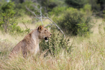 Lioness (panthera leo) sitting in the long grass