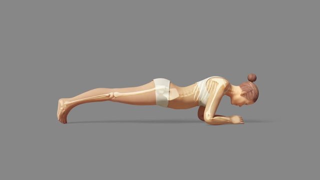 Yoga Dolphin Plank Pose Of Stretching Female With Visible Skeleton + Alpha