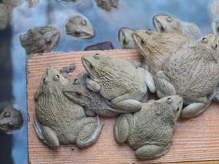 Adult frogs in farm pond for breeding and sell in Thailand. Adul