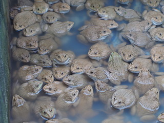 Adult frogs in farm pond for breeding and sell in Thailand. Adul