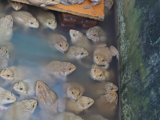 Adult frogs in farm pond for breeding and sell in Thailand. Adul