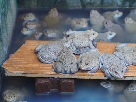 Adult frogs in farm pond for breeding and sell in Thailand. Adul