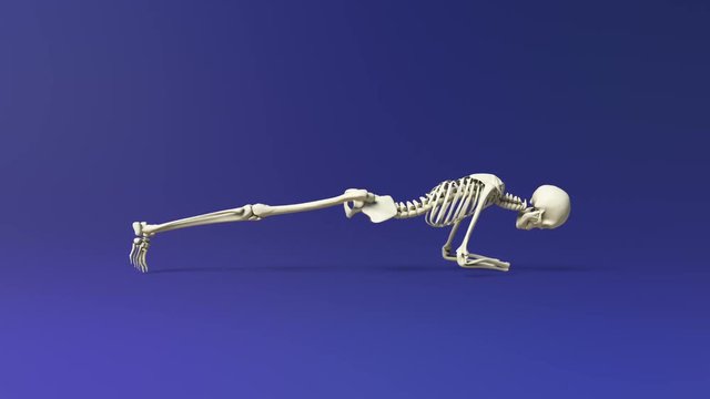 Yoga Dolphin Plank Pose Of Human Skeletal