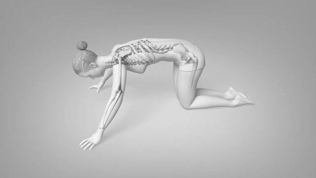 Yoga Cat Pose Of A Female With Visible Skeleton