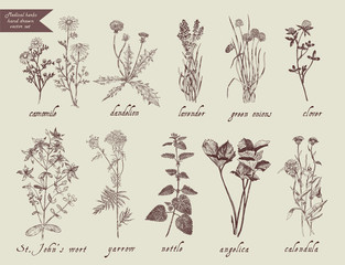 Medical herbs set. Hand drawn design.