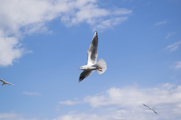 Fototapeta na wymiar 青空を飛ぶ鳥