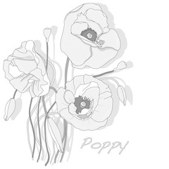 Red Poppy flower isolated on white background.