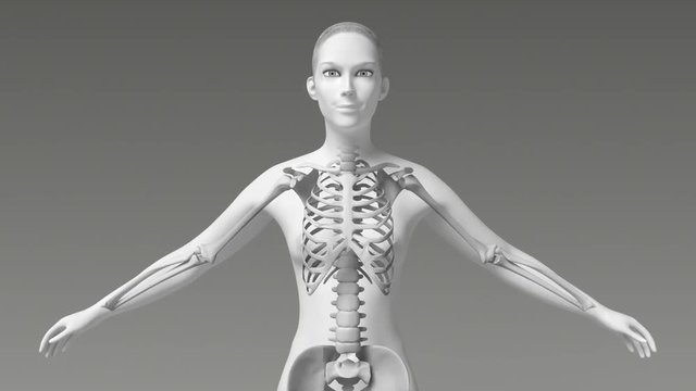 The Skeletal System Of Stretching Female’s Upper Body
