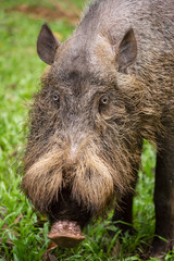 Bornean bearded pig in Bako National Park, Borneo, Malaysia