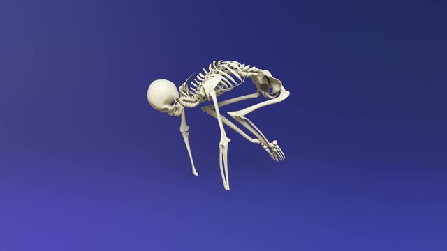 Yoga Crane Pose Of Human Skeletal