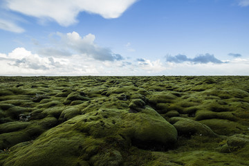 Iceland landscape with moss covered lava rocks