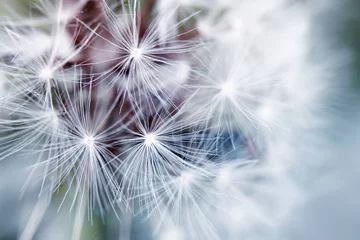 Foto auf Acrylglas Pusteblume zarter Hintergrund aus weißen, weichen und flauschigen Samen der Löwenzahnblume