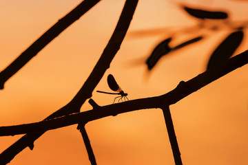 the small silhouette of a dragonfly among the branches on the red background of the bright sunset