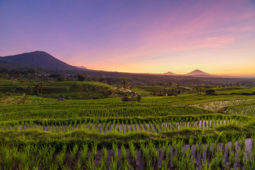 Fototapeta premium Beautiful sunrise over the Jatiluwih Rice Terraces in Bali, Indo