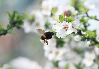  shaggy bumblebee flying toward a blossoming branch of Apple tree in spring garden