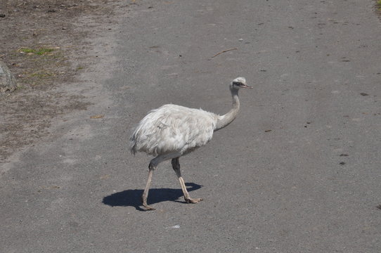 Emu - Strauß