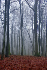 creepy forest landscape - fall season forest path among bare trees