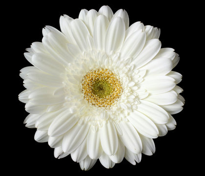 white daisy flower on black background