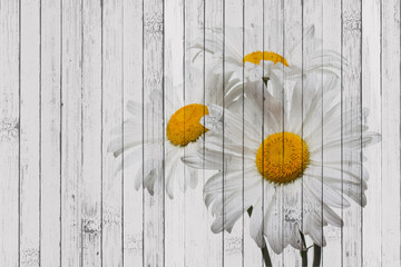 Daisy flowers art on vintage wooden panels background, painting imitation. Retro style design, countryside home decoration
