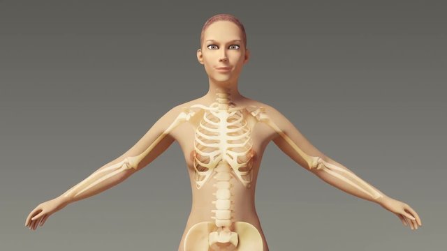 The Skeletal System Of Stretching Female’s Upper Body