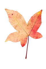 Closeup Photograph of autumnal withering maple tree or acer tree