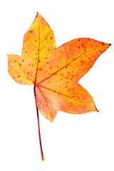 Closeup Photograph of autumnal withering maple tree or acer tree