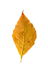 Close-up Photograph of a withering autumnal leaf isolated on whi