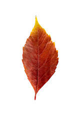 Close-up Photograph of a withering autumnal leaf isolated on whi