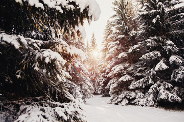 snowy spruce pine forest sunset