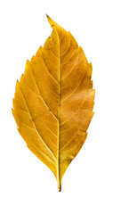 Close-up Photograph of a withering autumnal leaf isolated on whi