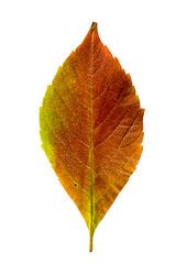 Close-up Photograph of a withering autumnal leaf isolated on whi