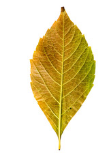 Close-up Photograph of a withering autumnal leaf isolated on whi