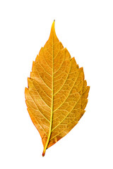 Close-up Photograph of a withering autumnal leaf isolated on whi