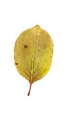 Close-up Photograph of a withering autumnal leaf isolated on whi