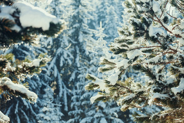 snowy spruce tree with icicles
