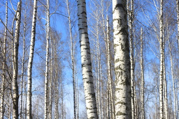 Fototapeta premium Beautiful landscape with white birches. Birch trees in bright sunshine. Birch grove in autumn. The trunks of birch trees with white bark. Birch trees trunks.