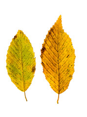 Close-up Photograph of a withering autumnal common beech tree le