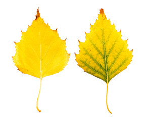 Close-up Photograph of front and backside of a withering autumna