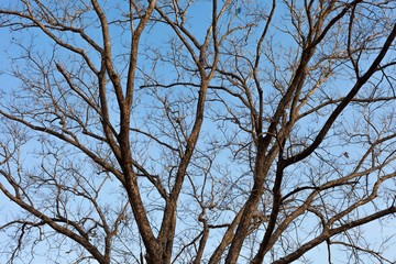 Branch of dead tree.