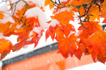 Naklejka na ściany i meble Red maple tree under snowing with orange Japanese gate (Torii), Snow on maple leaves
