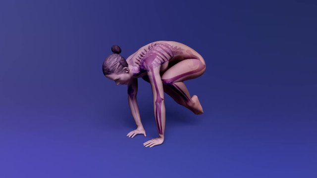 Yoga Crane Pose Of Stretching Female With Visible Skeleton