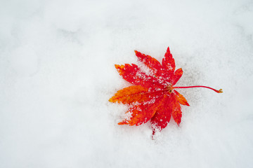 Red maple leaf on a white snow in winter season, Autumn maple leaf in the snowy day for background