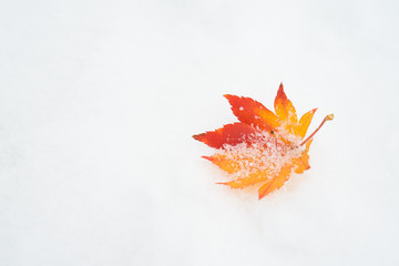 Red maple leaf on a white snow in winter season, Autumn maple leaf in the snowy day for background