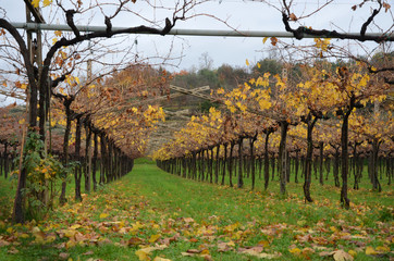 Pergola nella Valpolicella