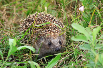 funny prickly hedgehog peeking out of green grass