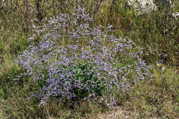 Fototapeta premium Fleur du gardian;