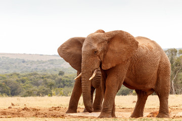 Fototapeta na wymiar African Bush Elephant standing at the watering hole