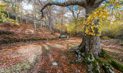 Fototapeta premium Tourist alone contemplating autumn