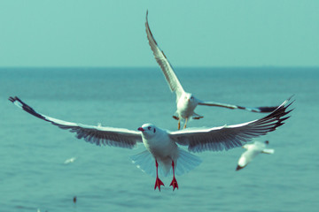 Seagull flying for food at the sea-Vintage filter