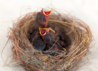 Hungry Baby Birds